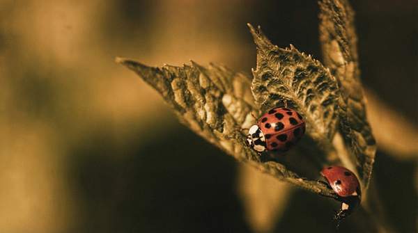 Editorial illustration for How to Attract Beneficial Insects for a Healthier Vegetable Garden